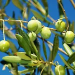 Olive House *