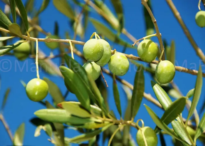 Olive House *