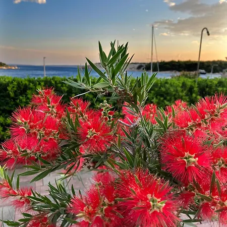 Olive House Simuni