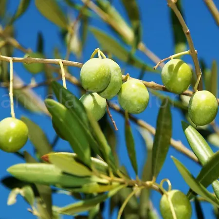 Olive House *